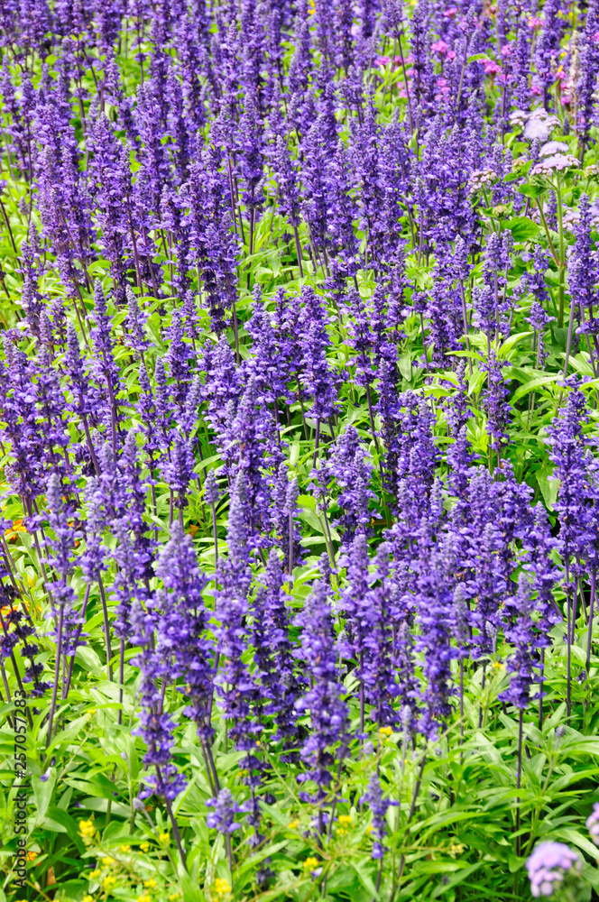 Obraz premium Lavendel