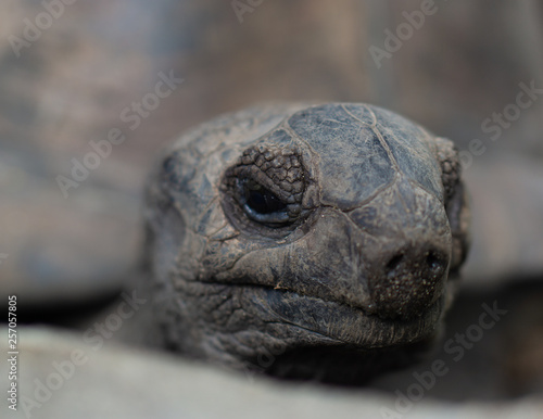 Seychelles turtle