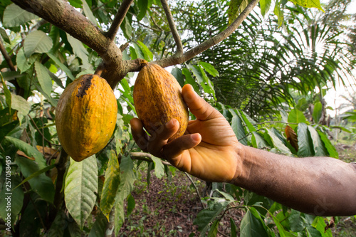A man’s hand reaps a ripe cocoa in Kumba, Cameroon, Africa.