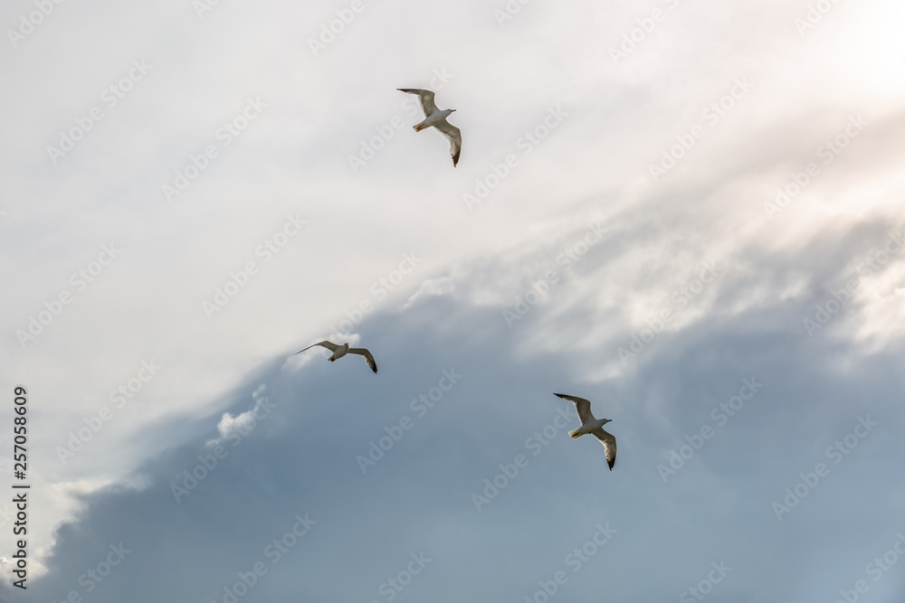 Gulls flying in the a cloudy sky. Gulls flying in the a cloudy sky.
