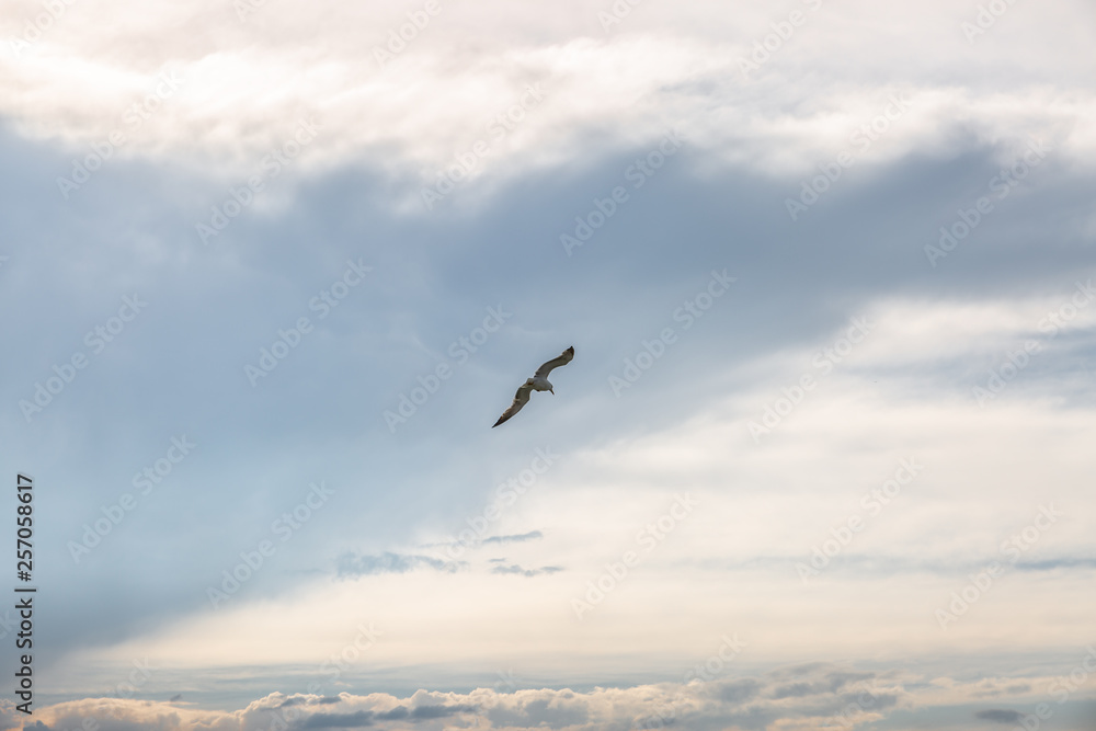 Lone seagull flying with a cloudy sky background
