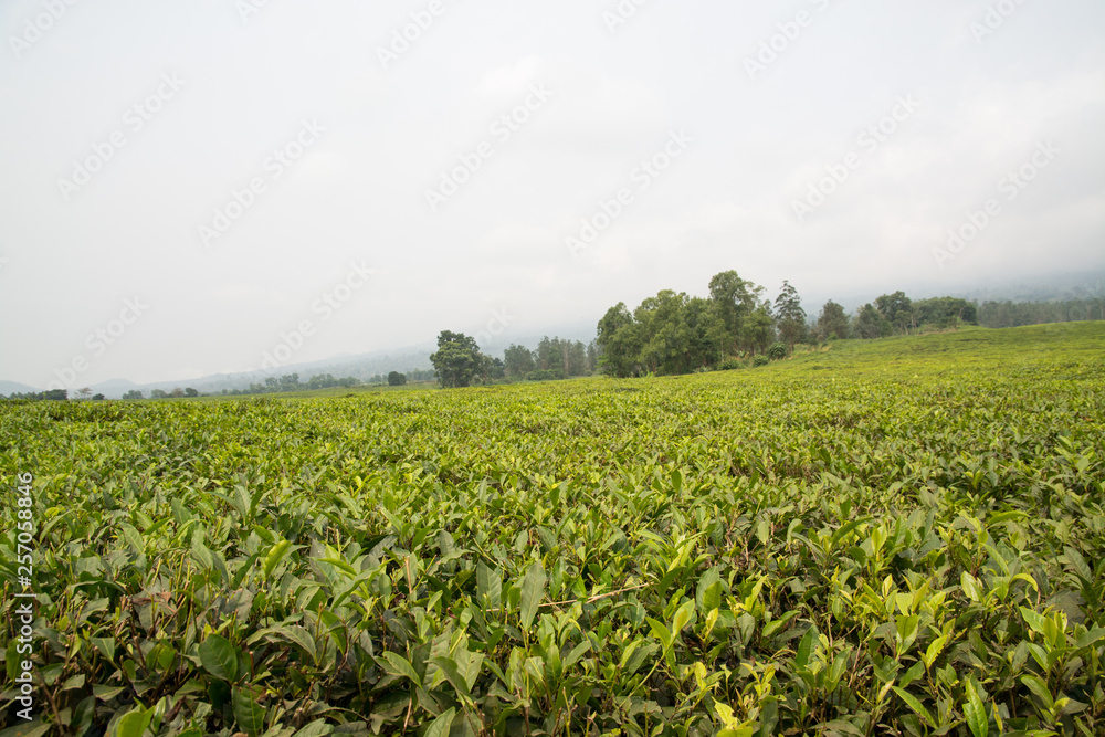 Tea plantation at the foot of Mount Cameroon, Buea, Cameroon, Africa