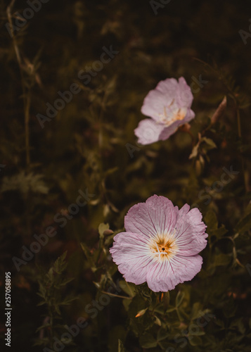 Pink Flowers in Nature