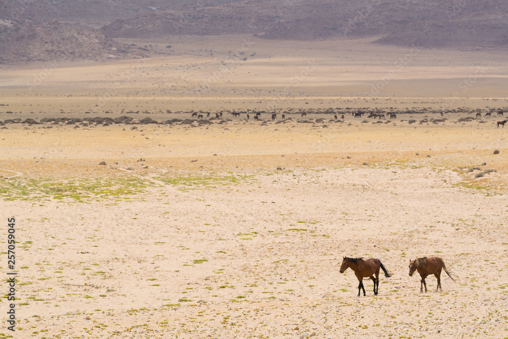Endangered wild desert horses in freedom at Garub, Aus, Namibia, Africa. Endangered wild desert horses in freedom at Garub, Aus, Namibia, Africa.