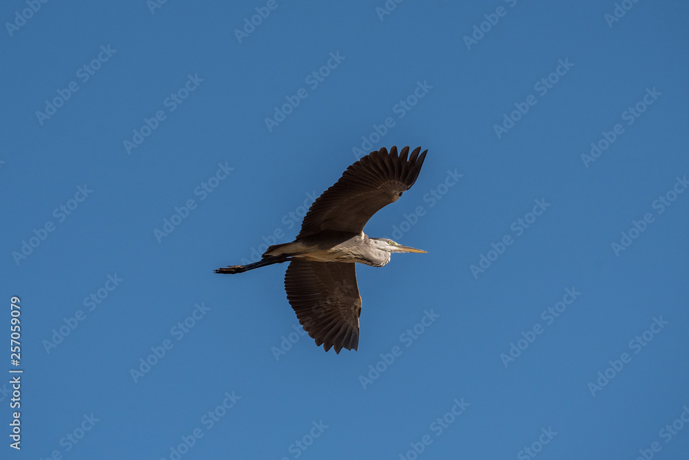 Grey heron (Ardea cinerea). The bird is flying and looking for prey. Chyornye Zemli (Black Lands) Nature Reserve, Kalmykia region, Russia. Grey heron (Ardea cinerea). The bird is flying and looking for prey. Chyornye Zemli (Black Lands) Nature Reserve, Kalmykia region, Russia.