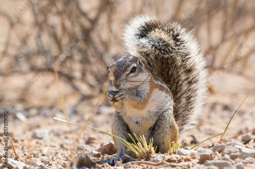 Squirrel sits on the ground and eats, with the bushy tail there is shadow, Kgalagadi Transfrontier National Park, South Africa, Africa. © Silvia Truessel