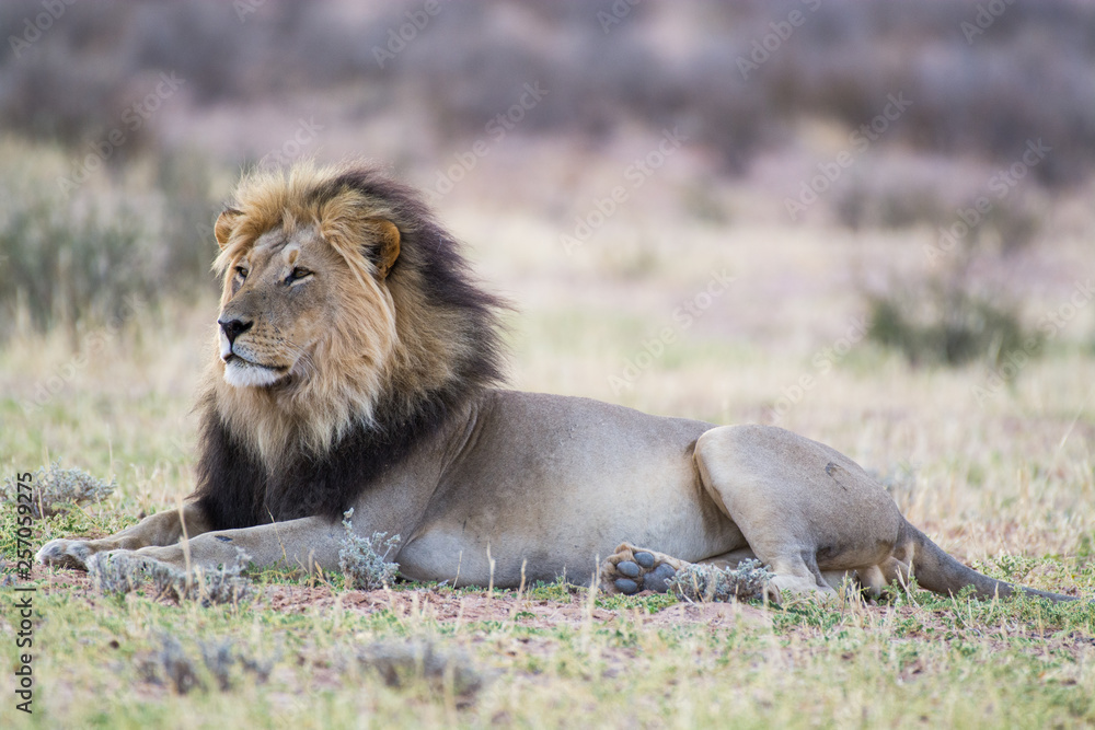 Proud lion with black mane relaxes in the last light of the day, Kgalagadi Transfrontier National Park, South Africa, Africa. Proud lion with black mane relaxes in the last light of the day, Kgalagadi Transfrontier National Park, South Africa, Africa.