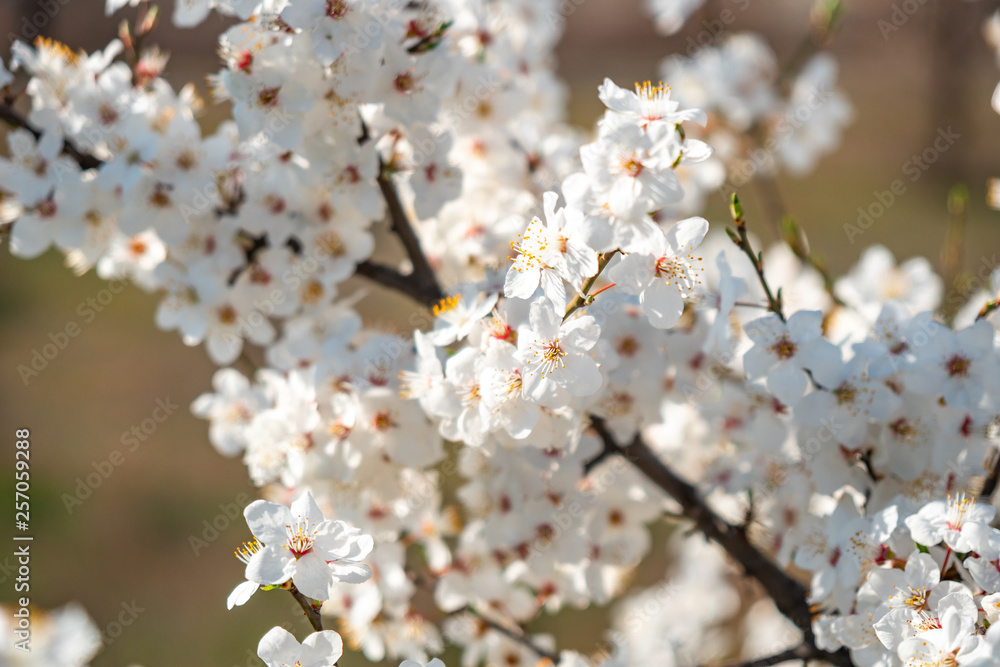 Plum white flowers with the soft background Plum white flowers with the soft background