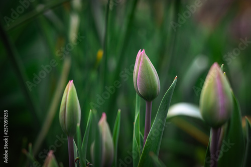 Closed tulip buds blossoming in a green garden. Tulipa x gesneriana. Spring  March