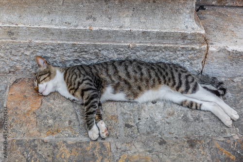 A kitten rests peacefully on an old street
