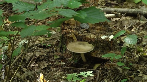 Mushroom from german forest. Megacollybia Platyphylla. photo