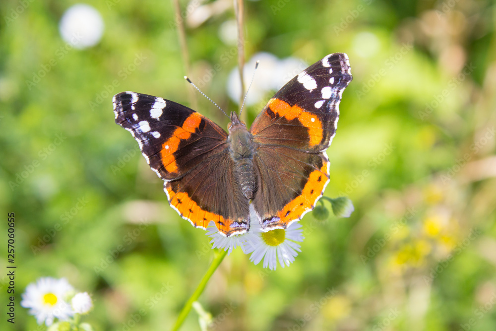 Butterfly Vanessa Atalanta,butterfly red admiral sits on the flowers of chamomile Butterfly Vanessa Atalanta,butterfly red admiral sits on the flowers of chamomile