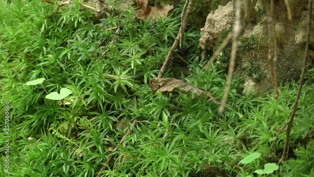 Seamless green nature lawn grass texture. Sphagnum denticulatum closeup Seamless green nature lawn grass texture. Sphagnum denticulatum closeup