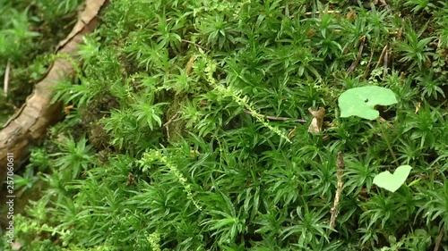 Seamless green nature lawn grass texture. Sphagnum denticulatum closeup photo