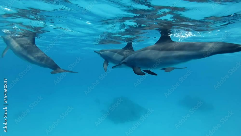 Family of fore dolphins swim under sufrace of water. Spinner Dolphin (Stenella longirostris), Underwater shot, closeup. Red Sea, Sataya Reef (Dolphin House) Marsa Alam, Egypt, Africa Family of fore dolphins swim under sufrace of water. Spinner Dolphin (Stenella longirostris), Underwater shot, closeup. Red Sea, Sataya Reef (Dolphin House) Marsa Alam, Egypt, Africa