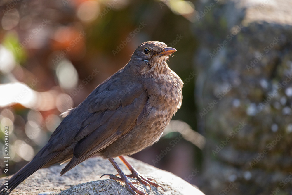 Fototapeta premium Female Blackbird