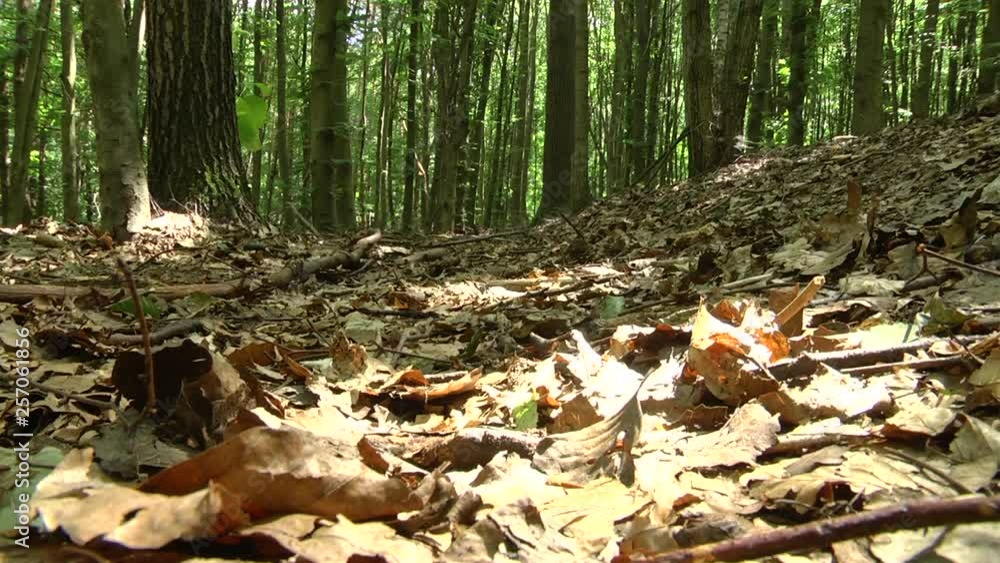 Young mixed forest. Lots of dry foliage on the ground. Young mixed forest. Lots of dry foliage on the ground.