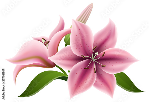 Pink lily flower with bulb and green leaf, isolated on white. Realistic vector illustration for summer background, wedding design or other nature greeting card