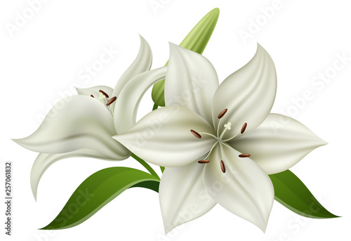 White lily flower with bulb and green leaf, isolated on white. Realistic vector illustration for summer background, wedding design or other nature greeting card