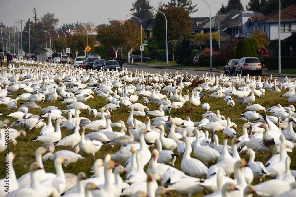 Naklejka premium 白雁 はくがん ハクガン snow goose