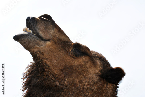 Vászonkép Camel-Disambiguation