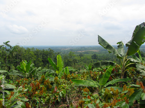 banana and cocoa bean plantations in the foothills of the Andes