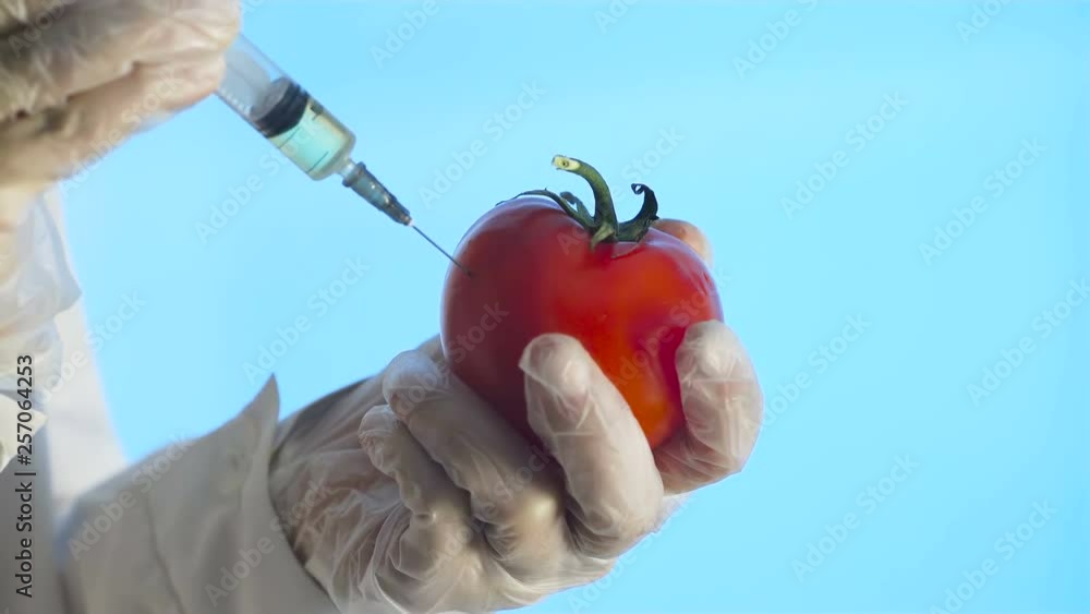 Scientist Injects Tomato with a Syringe