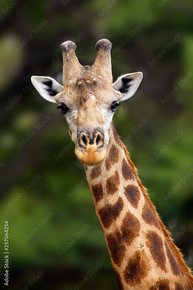 The south african giraffe (Giraffa camelopardalis giraffa) portrait of a male with battered antlers as a result of a fight. Portrait of the big male.