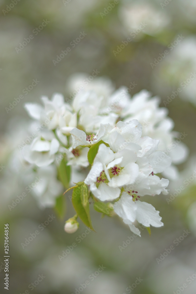 Paradise apple blossom - closeup Paradise apple blossom - closeup