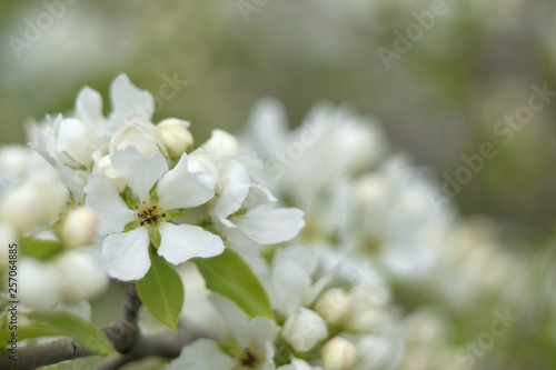Fototapeta Naklejka Na Ścianę i Meble -  Paradise apple blossom - closeup