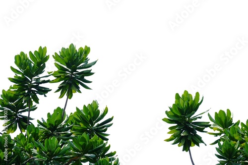 Top view a tropical tree leaves growing in the botanical garden on white isolated background for green foliage backdrop 