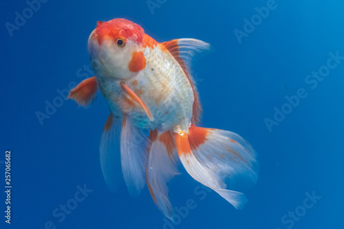 Oranda Goldfish (Carassius auratus) swimming in blue water enviroment © Martin