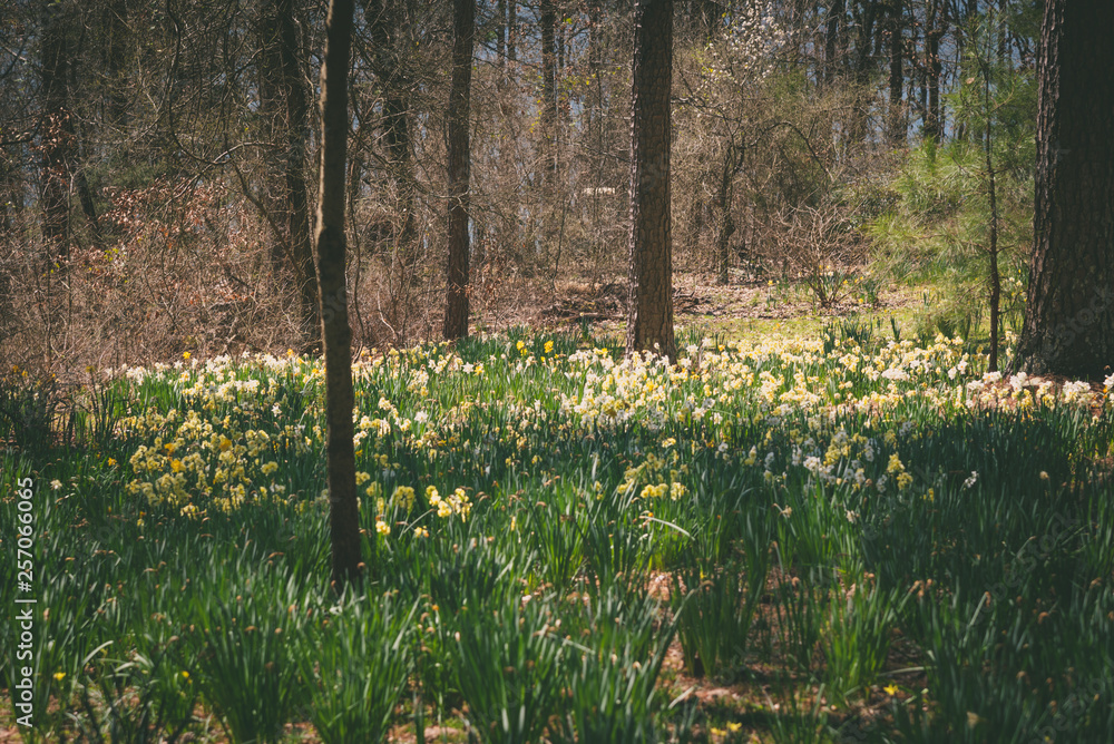 Fototapeta premium spring in the forest