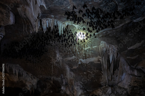 Obraz na płótnie A batcave at the Kilim Karst Geoforest Park in Langkawi, Malaysia