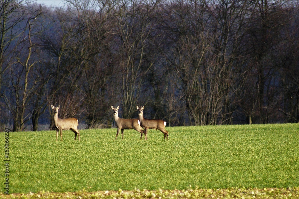 herd of deers on the field herd of deers on the field