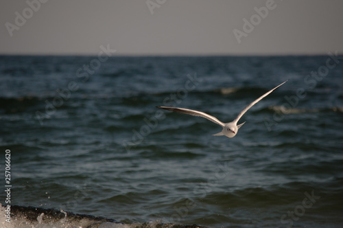 Seagull in Odessa