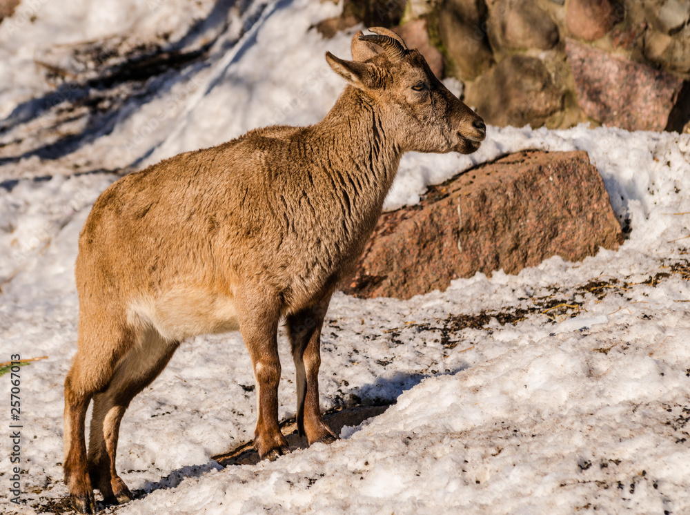 East Caucasian tur or Daghestan tur (Capra caucasica cylindricornis) female with rocks and snow background with sunlight East Caucasian tur or Daghestan tur (Capra caucasica cylindricornis) female with rocks and snow background with sunlight