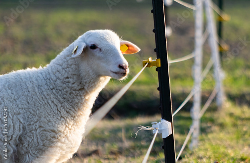 sheep in a field near a fence