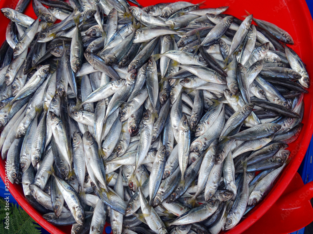 Anchovy fish Anchovy fish