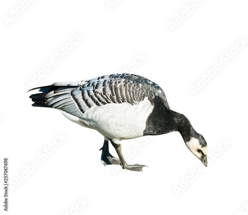 Fotografie The barnacle goose (Branta leucopsis), isolated on white