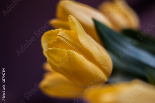 beautiful yellow Tulipa from near
