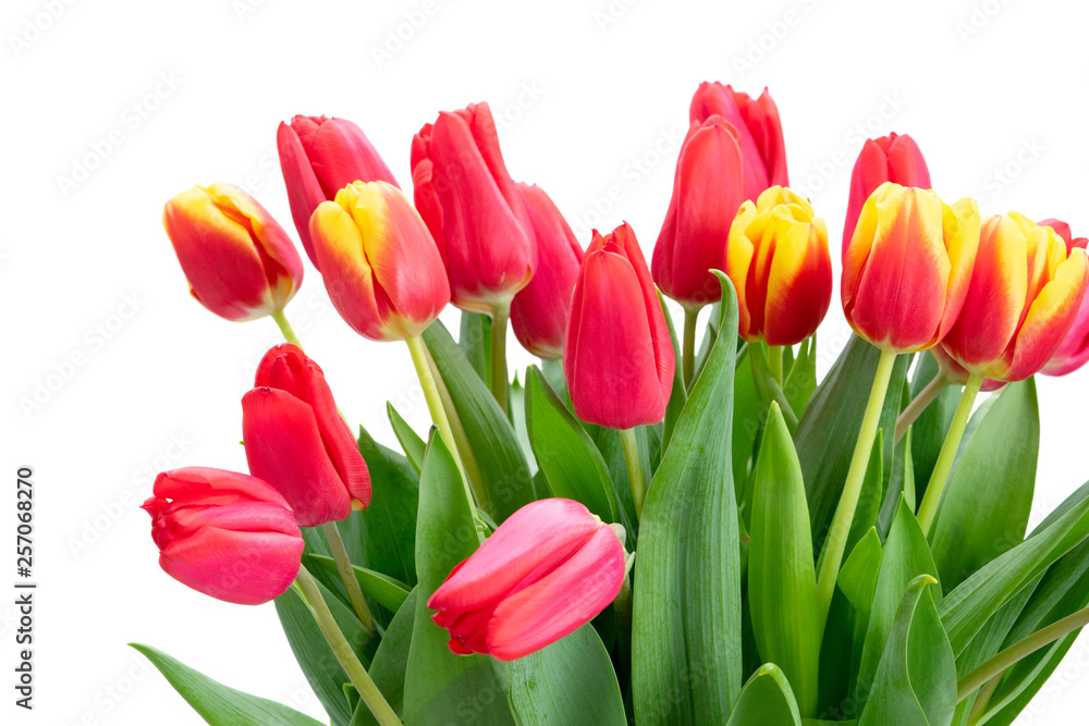 fresh tulips flowers