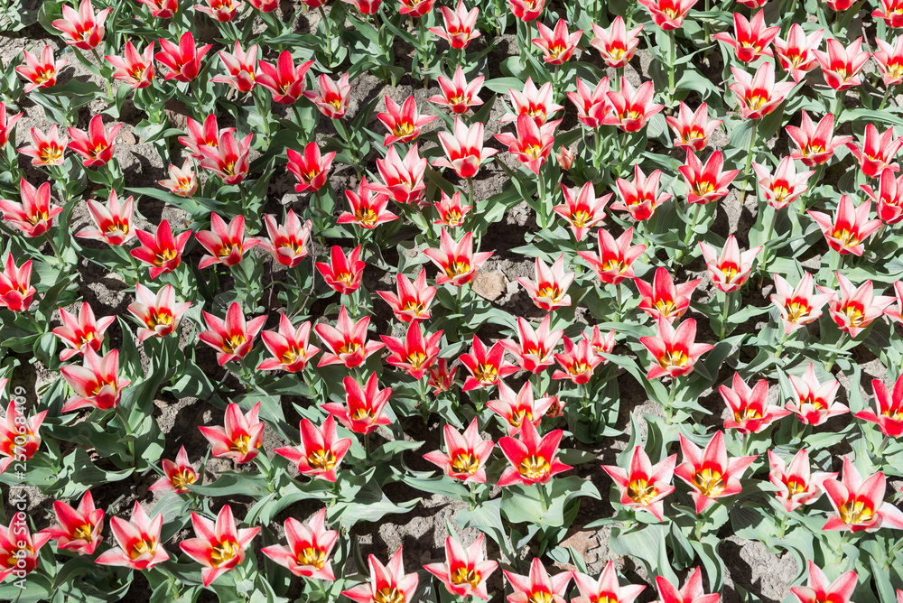 Field with blooming reds in a white strip of tulips close up.