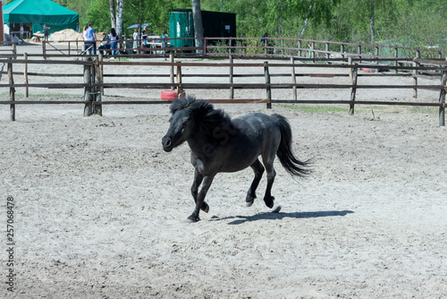 Training ponies in the pen. Horseback Riding.