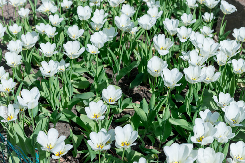 A field of beautiful fragrant white tulips close-up.