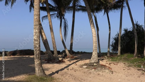 Wallpaper Mural Coconut palm trees over a tropical beach paradise in Hikkaduwa Torontodigital.ca