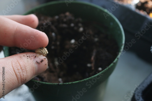 Nasturtium (Tropaeolum majus) seeds on a wooden spoon