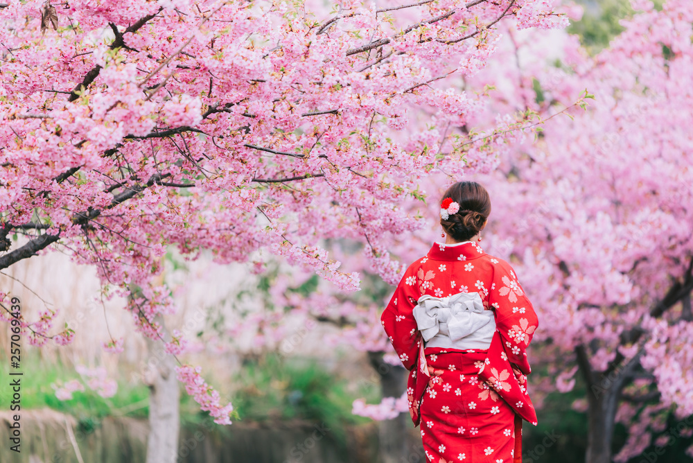 Asian woman wearing kimono with cherry blossoms,sakura in Japan.