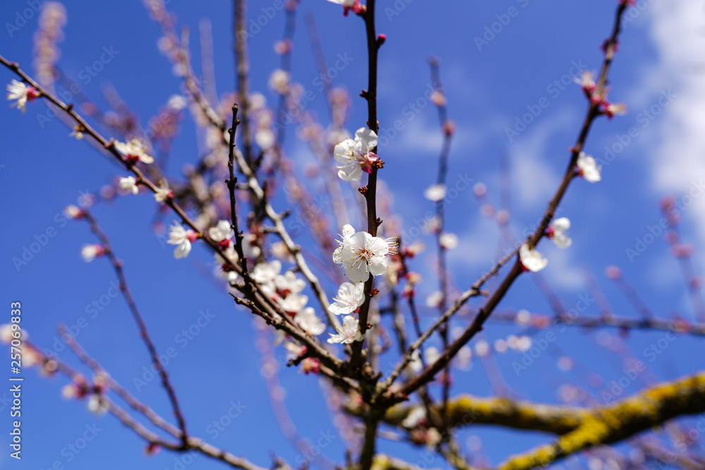 Amazing blooming branches on the background of blue sky. Close-up photo Amazing blooming branches on the background of blue sky. Close-up photo