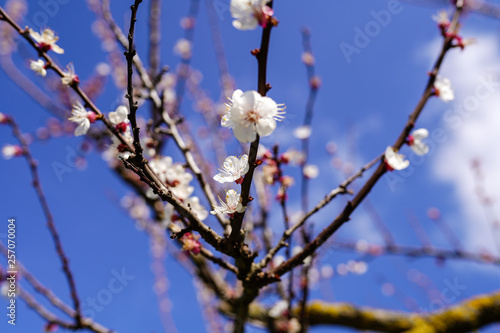 White blooming branches on the background of cloudly blue sky. Close-up photo